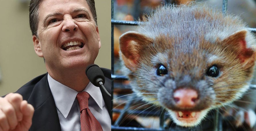 FBI Director James Comey, defended his decision not to recommend the DOJ prosecute Hillary Clinton, and pleaded with lawmakers not to call him a "weasel."