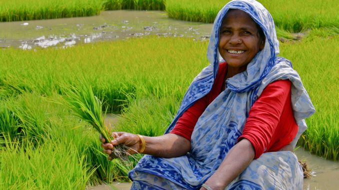 Indian rice farmers debunk the myth that GMOs are needed to feed the world