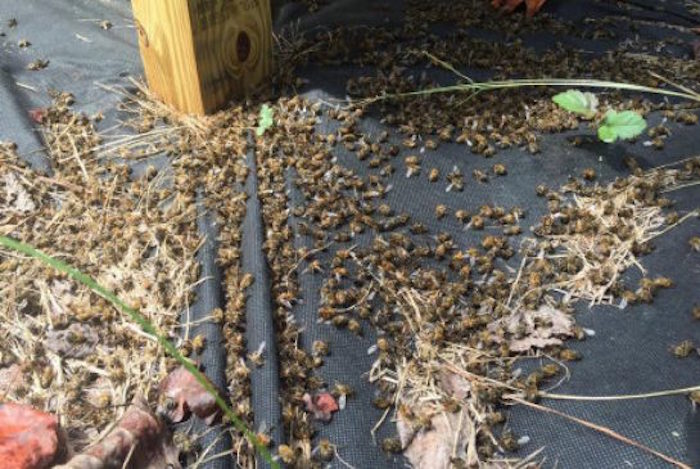 A low flying plane spraying Naled - a pesticide intended to kill Zika-carrying mosquitoes - left a trail of millions of dead honey bees in its wake in South Carolina on Sunday.
