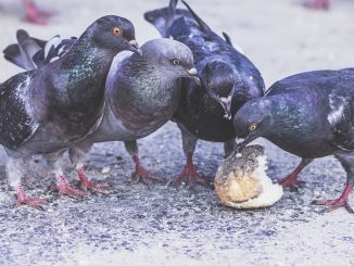 pigeons