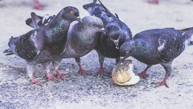 pigeons