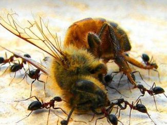 bees