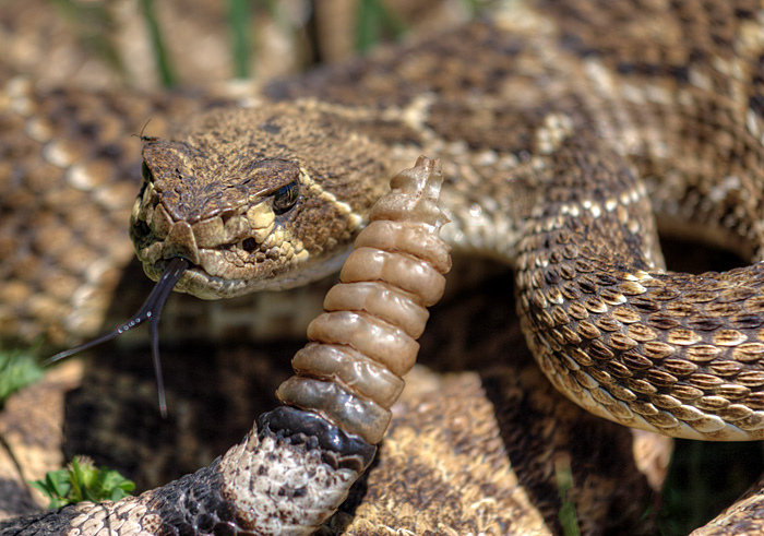 rattlesnake