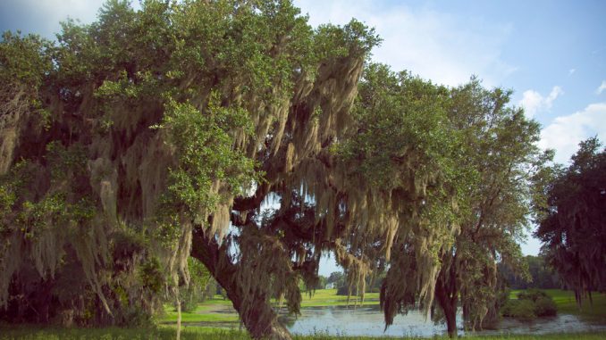 Scientific study confirms that trees communicate with eachother