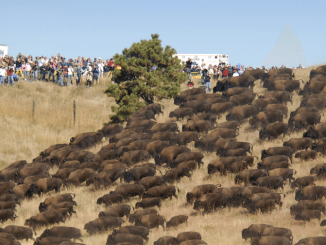 wild buffalo -standing rock