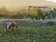 Israel sprays pesticides along Gaza border over Christmas period