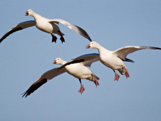 Thousand Of Snow Geese Die After landing In Toxic Montana Lake