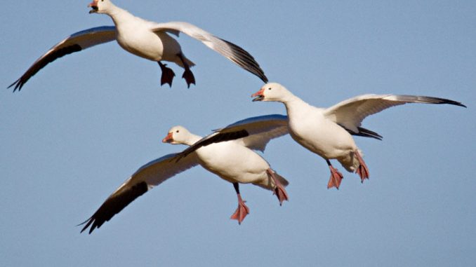 Thousand Of Snow Geese Die After landing In Toxic Montana Lake