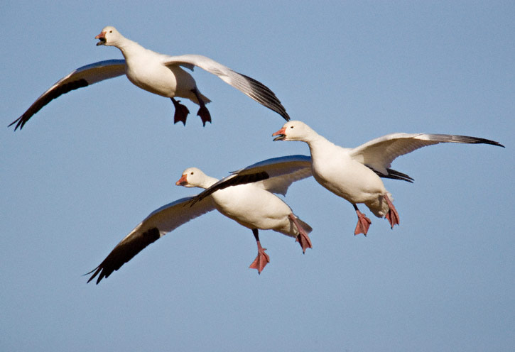 Thousand Of Snow Geese Die After landing In Toxic Montana Lake
