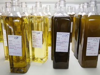 More than two-thirds of common brands of extra-virgin olive oil found in American grocery stores aren’t what they claim to be, according to a University of California at Davis study.