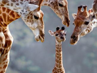 Giraffes are now officially considered an endangered species
