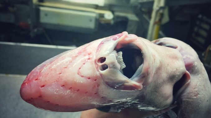 Russian deep-sea fisherman discover nightmarish beasts lurking beneath the sea