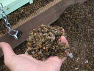 Millions of bees killed in South Carolina over Christmas