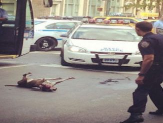 Police are allowed to shoot and kill your dog if it moves "a few inches" or barks at them, a ruling from the 6th Circuit Court has decreed.