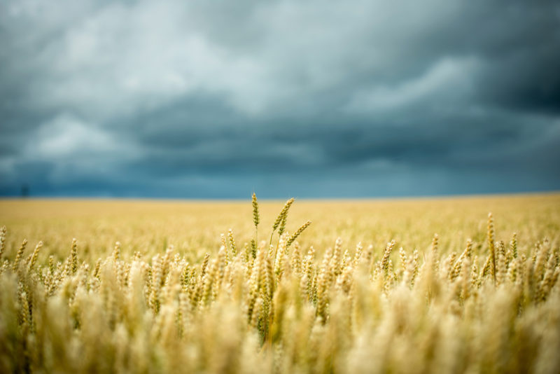 MIT scientists Dr. Stephanie Seneff claims the public are being lied to about wheat