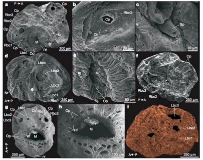 Saccorhytus