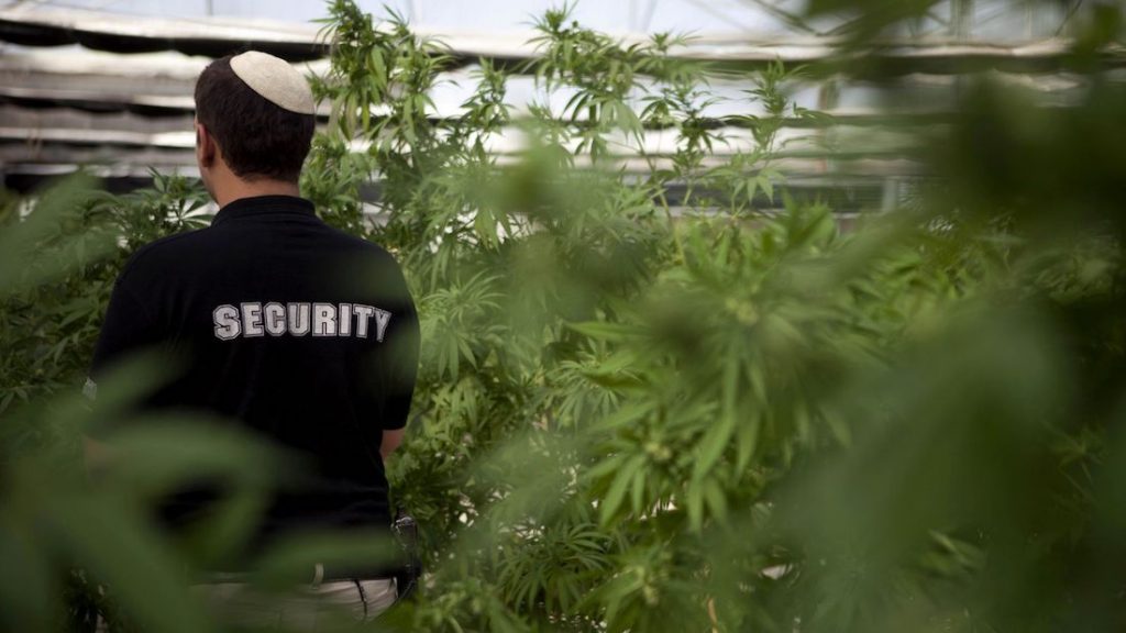 Israel to decriminalize cannabis use