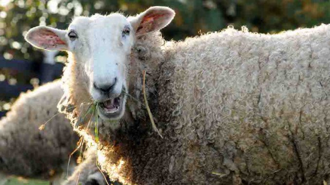 Stoned sheep were caught going on a psychotic New Year rampage