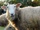 Stoned sheep were caught going on a psychotic New Year rampage