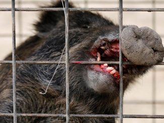 Fukushima radioactive boars terrorist 2 Japanese towns