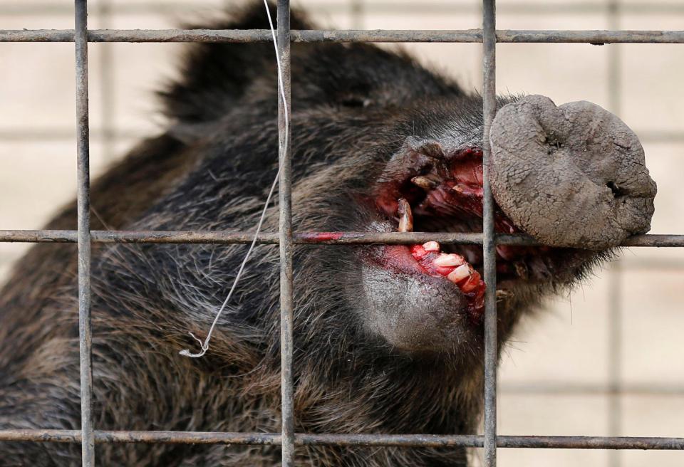 Fukushima radioactive boars terrorist 2 Japanese towns