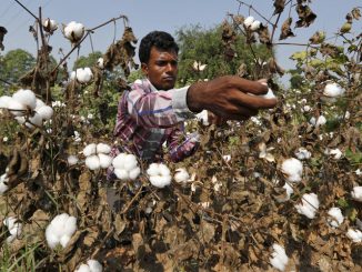 Monsanto lose millions of dollars in India amid nationwide boycott
