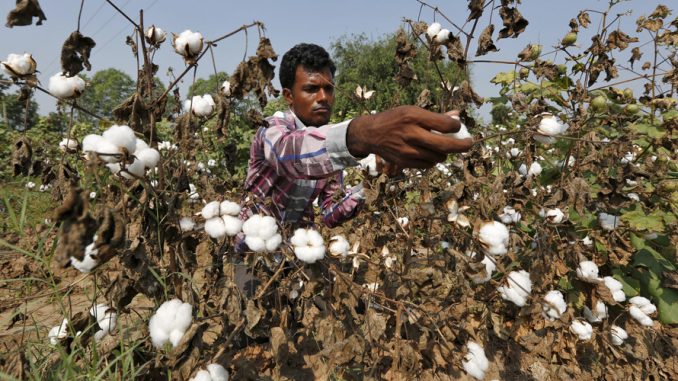 Monsanto lose millions of dollars in India amid nationwide boycott