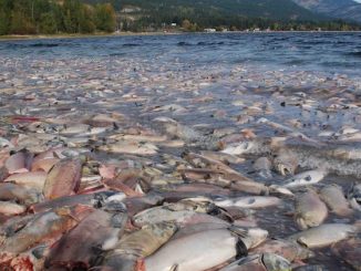 Millions of salmon feared dead on US west coast