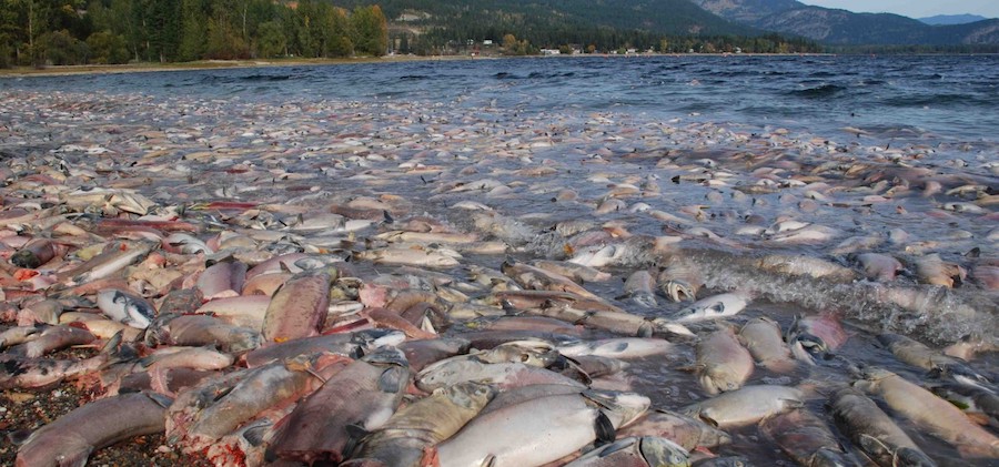 Millions of salmon feared dead on US west coast