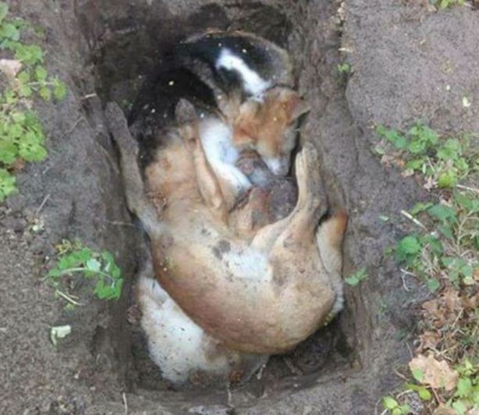 Ukraine slaughter thousands of homeless dogs and cats ahead of Eurovision song contest