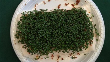 healthy-cress