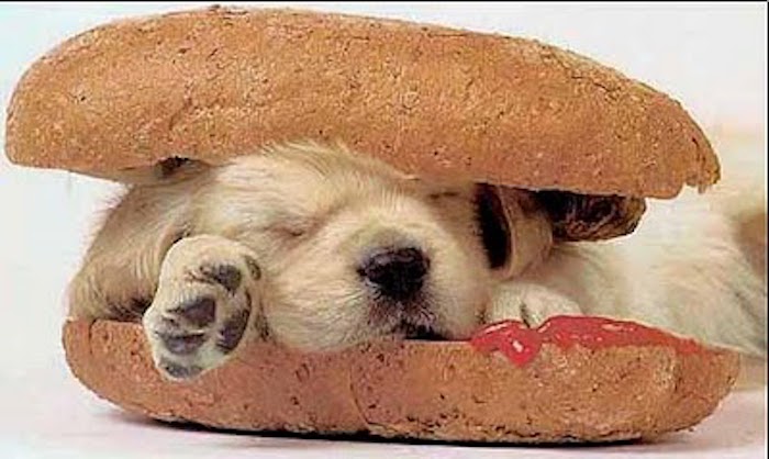 Taiwan now the first Asian country to pass a law banning the sale, torture, & slaughter of dogs & cats, & the consumption of their meat.