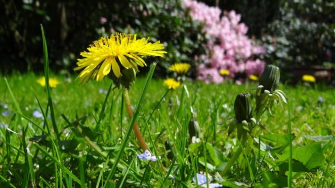 A group of Canadian researchers from the University of Windsor in Ontario started investigating a common weed as a potential cure for cancer, and the results are more than amazing.