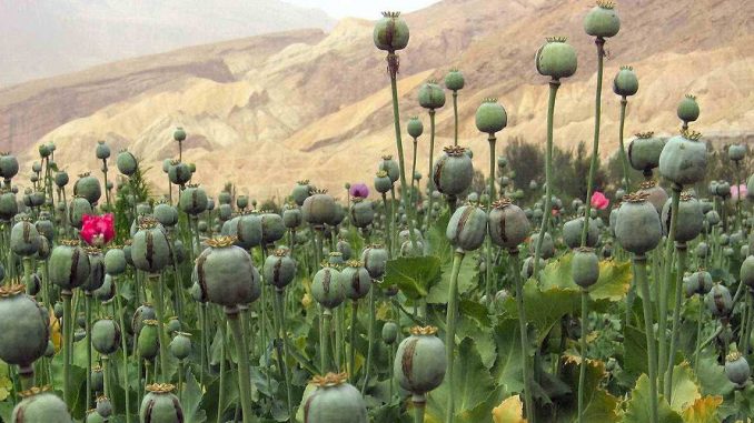 U.S. eyes North Korea's vast opium fields