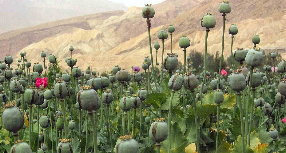 U.S. eyes North Korea's vast opium fields