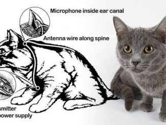 The CIA slit cats open and install spy wires in their ears, antennas along their spines, and batteries in their stomach, according to information shared by Wikileaks.