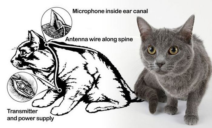 The CIA slit cats open and install spy wires in their ears, antennas along their spines, and batteries in their stomach, according to information shared by Wikileaks.