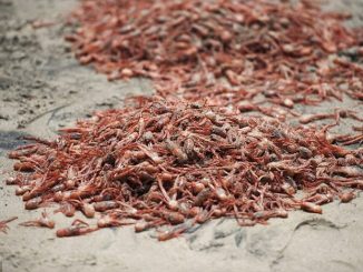 Millions of dead sea creatures found washed ashore in Hawaii