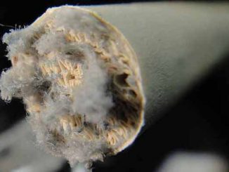 Filtered cigarettes are a scam designed by tobacco companies to convince smokers they are making a healthier choice.