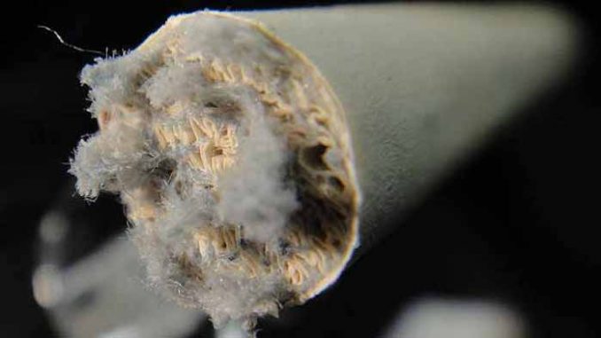 Filtered cigarettes are a scam designed by tobacco companies to convince smokers they are making a healthier choice.