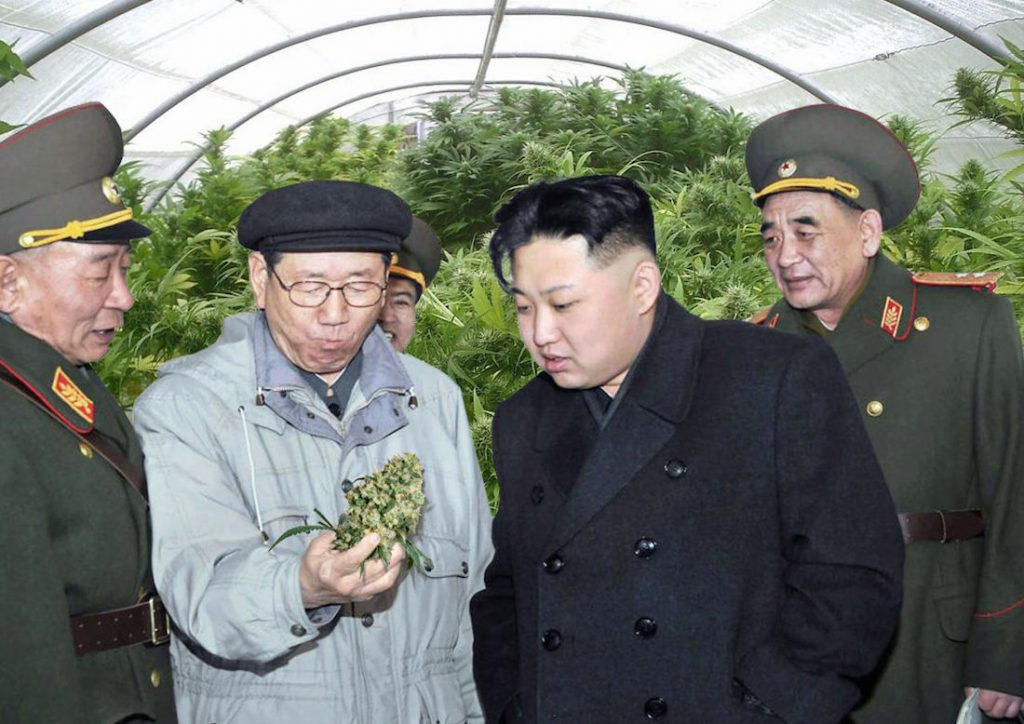 Kim Jong-un cultivating marijuana to use as fuel for military drones in North Korea
