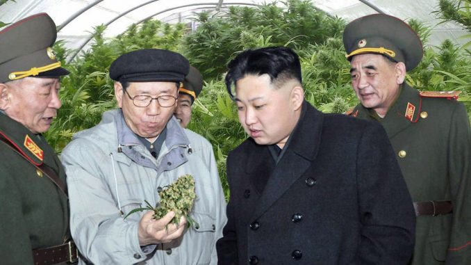 Kim Jong-un cultivating marijuana to use as fuel for military drones in North Korea