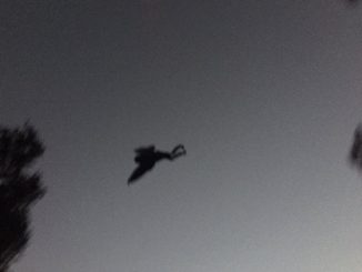 Mothman creature spotted over Chicago