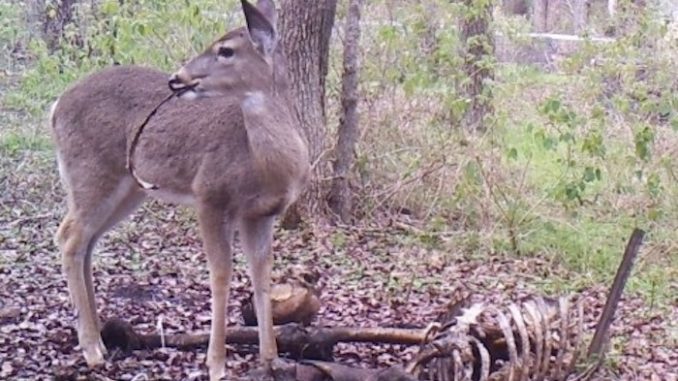 Deer caught eating human flesh on camera