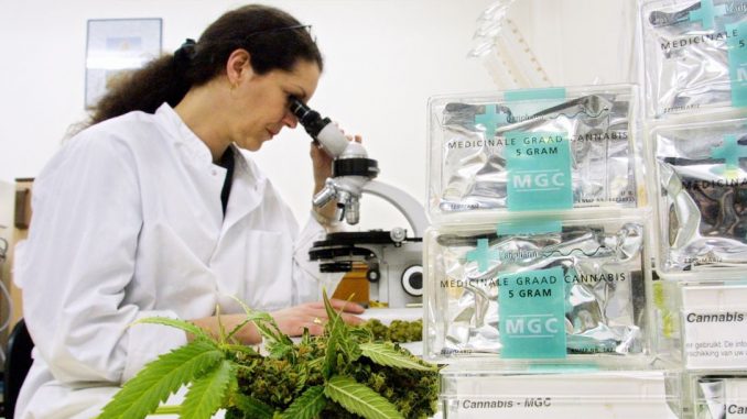 Monsanto prepare to take over marijuana industry