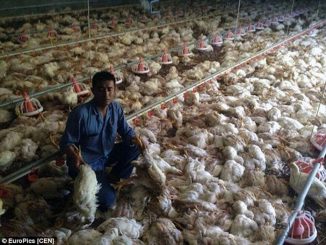 The U.S. Department of Agriculture recently gave the green-light to China to process US raised chickens for the US market.