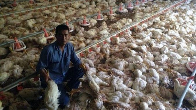 The U.S. Department of Agriculture recently gave the green-light to China to process US raised chickens for the US market.