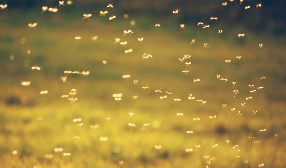 Google's parent company Alphabet has been caught developing 20 million genetically modified mosquitos with plans to release them in the U.S.