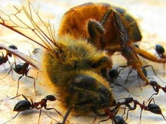 Bayer study reveals that their pesticides are killing the world's bee population
