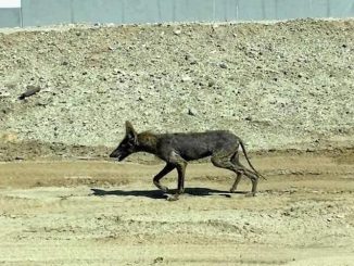 California resident report witnessing Chupacabra